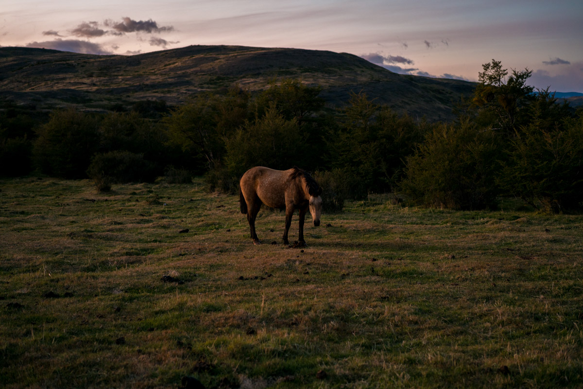 Patagonian Cowboy.2x3